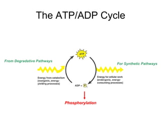 The ATP/ADP Cycle



From Degradative Pathways
                                              For Synthetic Pathways




                            Phosphorylation
 