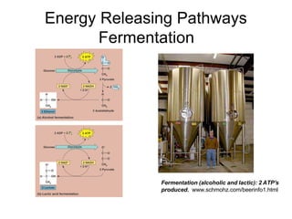 Energy Releasing Pathways
       Fermentation




              Fermentation (alcoholic and lactic): 2 ATP’s
              produced. www.schmohz.com/beerinfo1.html
 