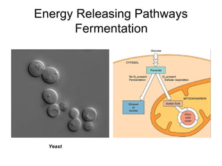 Energy Releasing Pathways
       Fermentation




  Yeast
 