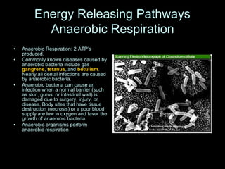 Energy Releasing Pathways
           Anaerobic Respiration
•   Anaerobic Respiration: 2 ATP’s
    produced.
•   Commonly known diseases caused by
    anaerobic bacteria include gas
    gangrene, tetanus, and botulism.
    Nearly all dental infections are caused
    by anaerobic bacteria.
•   Anaerobic bacteria can cause an
    infection when a normal barrier (such
    as skin, gums, or intestinal wall) is
    damaged due to surgery, injury, or
    disease. Body sites that have tissue
    destruction (necrosis) or a poor blood
    supply are low in oxygen and favor the
    growth of anaerobic bacteria.
•   Anaerobic organisms perform
    anaerobic respiration
 