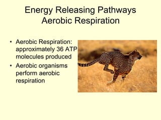 Energy Releasing Pathways
       Aerobic Respiration

• Aerobic Respiration:
  approximately 36 ATP
  molecules produced
• Aerobic organisms
  perform aerobic
  respiration
 
