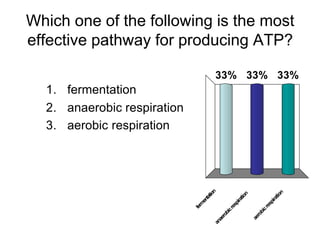 Which one of the following is the most
effective pathway for producing ATP?

                                            33% 33% 33%
  1. fermentation
  2. anaerobic respiration
  3. aerobic respiration




                                      ion




                                                                                n
                                                           n




                                                                             tio
                                                        tio
                                   tat




                                                                           ra
                                                     ira
                                 en




                                                                         pi
                                m




                                                   sp




                                                                       es
                             fer




                                                 re




                                                                     cr
                                             bic




                                                                   bi
                                                                 ro
                                           ro




                                                               ae
                                         ae
                                       an
 