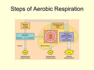 Steps of Aerobic Respiration
 