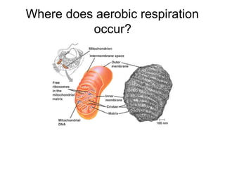 Where does aerobic respiration
          occur?
 