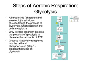 Steps of Aerobic Respiration:
               Glycolysis
• All organisms (anaerobic and
  anaerobic) break down
  glucose trough the process of
  glycolysis, which occurs in the
  cell’s cytoplasm
• Only aerobic organism process
  the products of glycolysis to
  obtain further amounts of ATP
• Glucose is actively transported
  into the cell and
  phosphorylated (step 1),
  process that turns on
  glycolysis
 