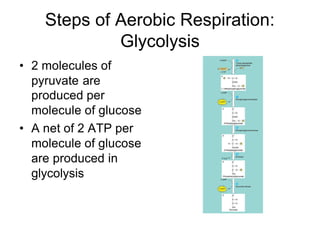 Steps of Aerobic Respiration:
             Glycolysis
• 2 molecules of
  pyruvate are
  produced per
  molecule of glucose
• A net of 2 ATP per
  molecule of glucose
  are produced in
  glycolysis
 