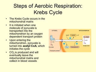 Steps of Aerobic Respiration:
              Krebs Cycle
• The Krebs Cycle occurs in the
  mitochondrial matrix
• It is initiated when one
  molecule of pyruvate is
  transported into the
  mitochondrion by an oxygen
  dependent transport protein
• Upon entering the
  mitochondrion, pyruvate is
  turned into acetyl CoA, which
  initiates the cycle
• CO2 is produced and will
  eventually leave the
  mitochondrial matrix and
  collect in blood vessels
 