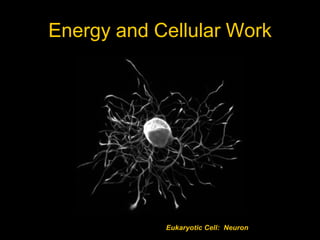 Energy and Cellular Work




            Eukaryotic Cell: Neuron
 