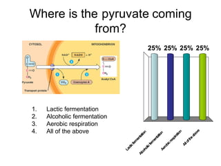 Where is the pyruvate coming
            from?
                                       25% 25% 25% 25%




1.   Lactic fermentation
2.   Alcoholic fermentation
3.   Aerobic respiration
4.   All of the above




                                                          ve
                                                          n
                                                       ion



                                                      ion



                                                       tio



                                                      bo
                                                    tat




                                                    ra



                                                  ea
                                                   tat



                                                  pi
                                                 en



                                                en




                                              f th
                                              es
                                             m



                                            m



                                           cr



                                          lo
                                           er



                                         fer
                                       cf




                                        bi



                                        Al
                                     lic



                                     ro
                                    cti



                                  ho



                                  Ae
                                  La



                                co
                              Al
 