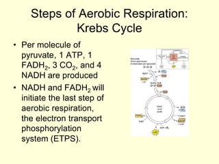 Steps of Aerobic Respiration:
             Krebs Cycle
• Per molecule of
  pyruvate, 1 ATP, 1
  FADH2, 3 CO2, and 4
  NADH are produced
• NADH and FADH2 will
  initiate the last step of
  aerobic respiration,
  the electron transport
  phosphorylation
  system (ETPS).
 