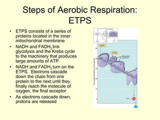 Steps of Aerobic Respiration:
                 ETPS
• ETPS consists of a series of
  proteins located in the inner
  mitochondrial membrane
• NADH and FADH2 link
  glycolysis and the Krebs cycle
  to the machinery that produces
  large amounts of ATP
• NADH and FADH2 turn on the
  ETPS. Electrons cascade
  down the chain from one
  protein to the next until they
  finally reach the molecule of
  oxygen, the final acceptor
• As electrons cascade down,
  protons are released
 