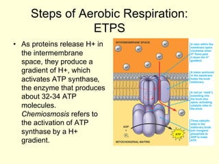 Steps of Aerobic Respiration:
                ETPS
• As proteins release H+ in
  the intermembrane
  space, they produce a
  gradient of H+, which
  activates ATP synthase,
  the enzyme that produces
  about 32-34 ATP
  molecules.
  Chemiosmosis refers to
  the activation of ATP
  synthase by a H+
  gradient.
 