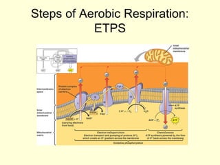 Steps of Aerobic Respiration:
           ETPS
 