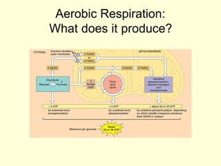 Aerobic Respiration:
What does it produce?
 