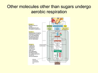 Other molecules other than sugars undergo
           aerobic respiration
 