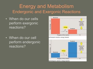 Energy and Metabolism
    Endergonic and Exergonic Reactions
• When do our cells
  perform exergonic
  reactions?

• When do our cell
  perform endergonic
  reactions?
 
