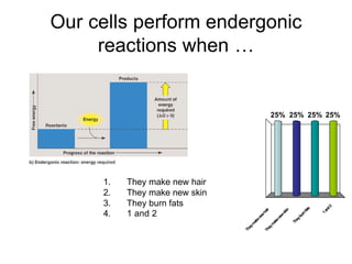 Our cells perform endergonic
     reactions when …


                                                  25% 25% 25% 25%




     1.   They make new hair
     2.   They make new skin
     3.   They burn fats




                                                                                   2
                                                                                  nd
                                                                            s
                                                                         fat
                                                          in
                                             ir
     4.   1 and 2




                                                                                1a
                                           ha



                                                        sk



                                                                      rn
                                        w



                                                     w



                                                                    bu
                                      ne



                                                   ne



                                                                 ey
                                       e



                                                    e
                                     ak




                                                               Th
                                                  ak
                                    m



                                                 m
                                 ey



                                              ey
                               Th



                                            Th
 