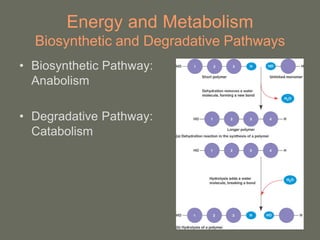 Energy and Metabolism
  Biosynthetic and Degradative Pathways
• Biosynthetic Pathway:
  Anabolism

• Degradative Pathway:
  Catabolism
 