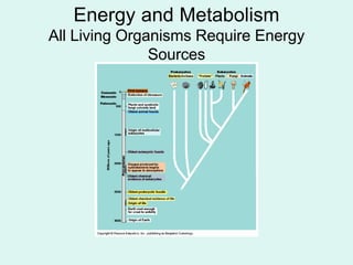 Energy and Metabolism
All Living Organisms Require Energy
               Sources
 