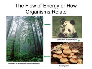 The Flow of Energy or How
             Organisms Relate




                                            Consumers or Heterotrophs




Producers or Autotrophs (Photoautotrophs)
                                              Decomposers
 