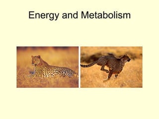 Energy and Metabolism
 