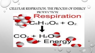 CELLULAR RESPIRATION: THE PROCESS OF ENERGY
PRODUCTION

 