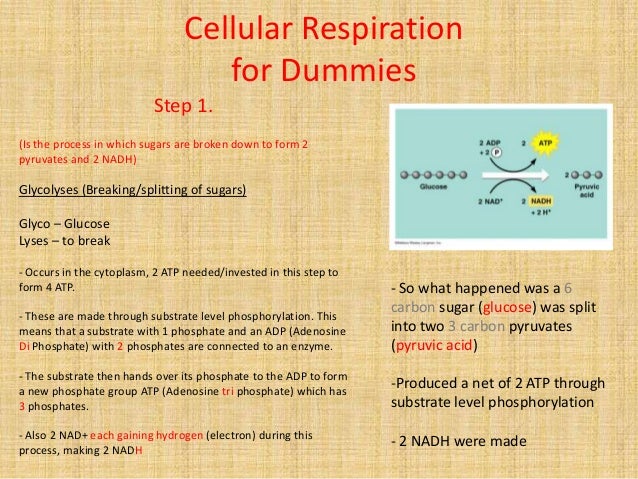Cellular Respiration