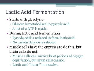 Lactic Acid Function Cellular respiration | PPTX