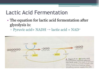 Lactic Acid Function Cellular respiration | PPTX