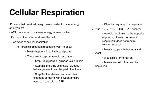 Cellular Respiration