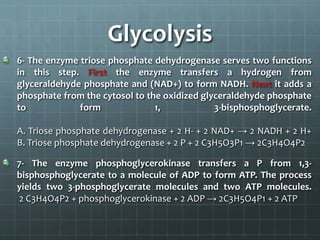 Glycolysis
6- The enzyme triose phosphate dehydrogenase serves two functions
in this step. First the enzyme transfers a hydrogen from
glyceraldehyde phosphate and (NAD+) to form NADH. Next it adds a
phosphate from the cytosol to the oxidized glyceraldehyde phosphate
to form 1, 3-bisphosphoglycerate.
A. Triose phosphate dehydrogenase + 2 H- + 2 NAD+ → 2 NADH + 2 H+
B. Triose phosphate dehydrogenase + 2 P + 2 C3H5O3P1 → 2C3H4O4P2
7- The enzyme phosphoglycerokinase transfers a P from 1,3-
bisphosphoglycerate to a molecule of ADP to form ATP. The process
yields two 3-phosphoglycerate molecules and two ATP molecules.
2 C3H4O4P2 + phosphoglycerokinase + 2 ADP → 2C3H5O4P1 + 2 ATP
 