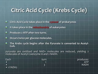 Citric Acid Cycle (Krebs Cycle)
Citric Acid Cycle takes place in the cytosol of prokaryotes
It takes place in the mitochondria of eukaryotes
Produces 2 ATP after two turns.
Occurs twice per glucose molecules.
The Krebs cycle begins after the Pyruvate is converted to Acetyl-
CoA.
pyruvate are oxidized and NAD+ molecules are reduced, yielding 2
molecules of Acetyl Coenzyme A and 2 NADH.
Each turn produces:
• 1 ATP
• 3 NADH
• 1 FADH2
 