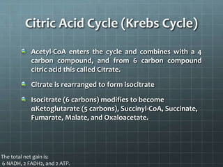 Citric Acid Cycle (Krebs Cycle)
Acetyl-CoA enters the cycle and combines with a 4
carbon compound, and from 6 carbon compound
citric acid this called Citrate.
Citrate is rearranged to form isocitrate
Isocitrate (6 carbons) modifies to become
αKetoglutarate (5 carbons), Succinyl-CoA, Succinate,
Fumarate, Malate, and Oxaloacetate.
The total net gain is:
6 NADH, 2 FADH2, and 2 ATP.
 