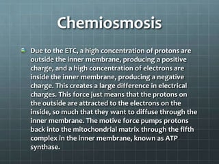 Chemiosmosis
Due to the ETC, a high concentration of protons are
outside the inner membrane, producing a positive
charge, and a high concentration of electrons are
inside the inner membrane, producing a negative
charge. This creates a large difference in electrical
charges. This force just means that the protons on
the outside are attracted to the electrons on the
inside, so much that they want to diffuse through the
inner membrane. The motive force pumps protons
back into the mitochondrial matrix through the fifth
complex in the inner membrane, known as ATP
synthase.
 