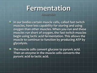 Fermentation
Anaerobic
In our bodies certain muscle cells, called fast twitch
muscles, have less capability for storing and using
oxygen than other muscles. When you run and these
muscles run short of oxygen, the fast twitch muscles
begin using lactic acid fermentation. This allows the
muscle to continue to function by producing ATP by
glycolysis.
The muscle cells convert glucose to pyruvic acid.
Then an enzyme in the muscle cells converts the
pyruvic acid to lactic acid.
 