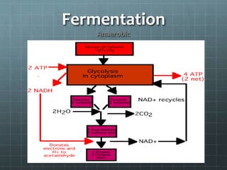 Fermentation
Anaerobic
 