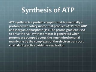 Synthesis of ATP
ATP synthase is a protein complex that is essentially a
proton-driven rotary motor that produces ATP from ADP
and inorganic phosphate (Pi). The proton gradient used
to drive the ATP synthase motor is generated when
protons are pumped across the inner mitochondrial
membrane by the complexes of the electron transport
chain during active oxidative respiration.
 
