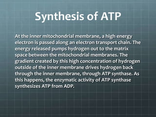 Synthesis of ATP
At the inner mitochondrial membrane, a high energy
electron is passed along an electron transport chain. The
energy released pumps hydrogen out to the matrix
space between the mitochondrial membranes. The
gradient created by this high concentration of hydrogen
outside of the inner membrane drives hydrogen back
through the inner membrane, through ATP synthase. As
this happens, the enzymatic activity of ATP synthase
synthesizes ATP from ADP.
 