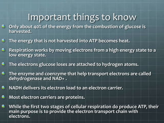 Important things to know
Only about 40% of the energy from the combustion of glucose is
harvested.
The energy that is not harvested into ATP becomes heat.
Respiration works by moving electrons from a high energy state to a
low energy state.
The electrons glucose loses are attached to hydrogen atoms.
The enzyme and coenzyme that help transport electrons are called
dehydrogenase and NAD+ .
NADH delivers its electron load to an electron carrier.
Most electron carriers are proteins.
While the first two stages of cellular respiration do produce ATP, their
main purpose is to provide the electron transport chain with
electrons.
 