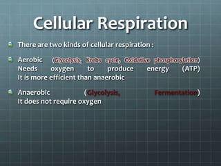 Cellular Respiration
There are two kinds of cellular respiration :
Aerobic (Glycolysis, Krebs cycle, Oxidative phosphorylation)
Needs oxygen to produce energy (ATP)
It is more efficient than anaerobic
Anaerobic (Glycolysis, Fermentation)
It does not require oxygen
 