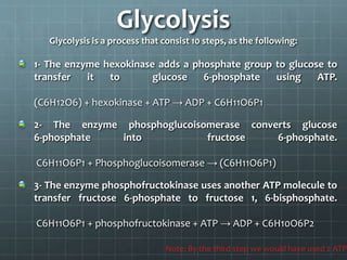 Glycolysis
Glycolysis is a process that consist 10 steps, as the following:
1- The enzyme hexokinase adds a phosphate group to glucose to
transfer it to glucose 6-phosphate using ATP.
(C6H12O6) + hexokinase + ATP → ADP + C6H11O6P1
2- The enzyme phosphoglucoisomerase converts glucose
6-phosphate into fructose 6-phosphate.
C6H11O6P1 + Phosphoglucoisomerase → (C6H11O6P1)
3- The enzyme phosphofructokinase uses another ATP molecule to
transfer fructose 6-phosphate to fructose 1, 6-bisphosphate.
C6H11O6P1 + phosphofructokinase + ATP → ADP + C6H10O6P2
Note: By the third step we would have used 2 ATP
 