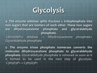 Glycolysis
4- The enzyme aldolase splits fructose 1, 6-bisphosphate into
two sugars that are isomers of each other. These two sugars
are dihydroxyacetone phosphate and glyceraldehyde
phosphate.
C6H10O6P2+ aldolase → Dihydroxyacetone phosphate+
Glyceraldehyde phosphate
5- The enzyme triose phosphate isomerase converts the
molecules dihydroxyacetone phosphate to glyceraldehyde
phosphate. Glyceraldehyde phosphate is removed as soon as it
is formed to be used in the next step of glycolysis.
C3H5O3P1→ C3H5O3P1
 