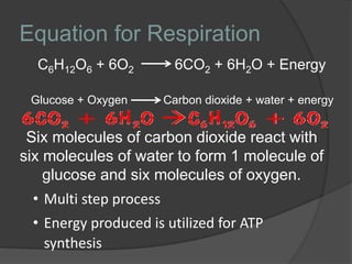 Cellular respiration | PPTX