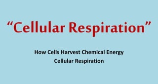 “Cellular Respiration”
How Cells Harvest Chemical Energy
Cellular Respiration
 