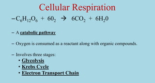 Cellular respiration | PPT