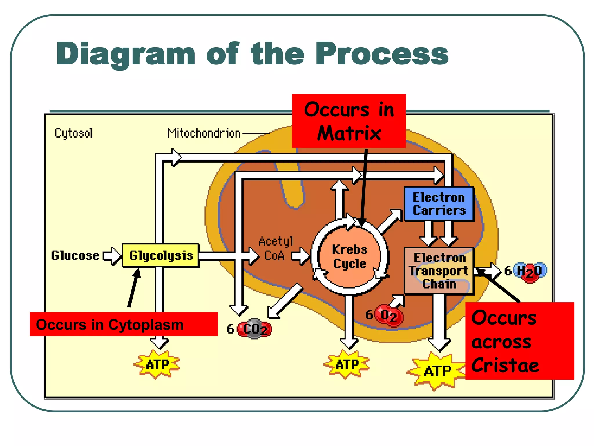 Diagram of the Process
Occurs in Cytoplasm
Occurs in
Matrix
Occurs
across
Cristae
 