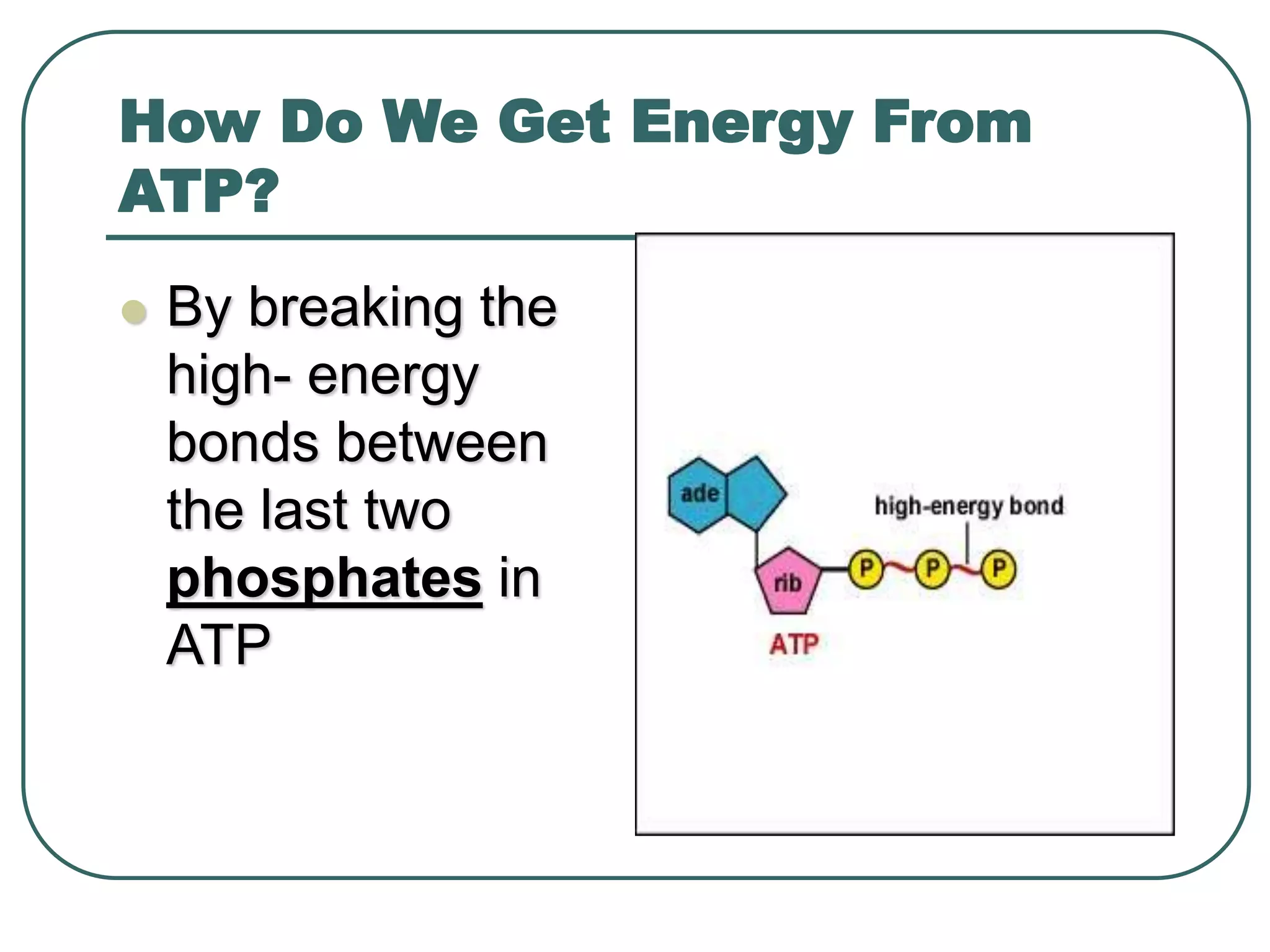 How Do We Get Energy From
ATP?
 By breaking the
high- energy
bonds between
the last two
phosphates in
ATP
 