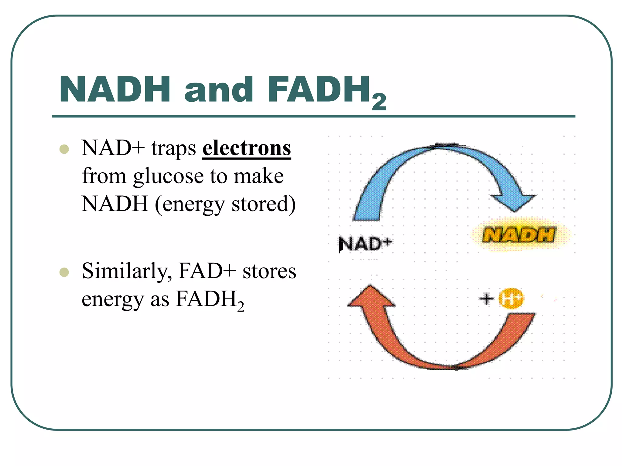 NADH and FADH2
 NAD+ traps electrons
from glucose to make
NADH (energy stored)
 Similarly, FAD+ stores
energy as FADH2
 