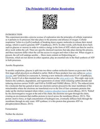 The Principles Of Cellular Respiration
INTRODUCTION
This experiment provides a precise avenue of exploration into the principles of cellular respiration
as it pertains to its processes that take place in the presence and absence of oxygen. Cellular
respiration "refers to a [cell's] methods of breaking down organic molecules to release their stored
energy, which is used to generate ATP" (Upadhyaya, 2015). In other words, cells break down fuels
such as glucose or sucrose in order to retrieve energy in the form of ATP, which can then be used to
drive work within the cell. There are specific chemical reactions that take place during this process,
and these reactions differ when the cell has access to oxygen and when it does not. When oxygen is
present, the cell will undergo aerobic ... Show more content on Helpwriting.net ...
Electrons, which are not shown in either equation, play an essential role in the final synthesis of ATP
in both processes.
Aerobic Respiration
In aerobic respiration, glucose is split into two three–carbon molecules known as pyruvates in the
first stage called glycolysis as alluded to earlier. Both of these products lose one carbon as carbon
dioxide, and "[attaches] to coenzyme A, forming a new molecule called acetyl CoA" (Upadhyaya,
2015). Acetyl CoA is then inserted into what is known as the citric acid cycle. This eight–step cycle
features the synthesis, degradation, and regeneration of citrate while releasing carbon dioxide and
reducing electron carriers NAD+ and FAD to NADH and FADH2 (Reece, 2013). The reduced (term
for a molecule that has gained at least one electron) carriers proceed to the inner membrane of the
mitochondria where the electrons are transferred over to the first of four systematic proteins that
make up the electron transport chain where oxidative phosphorylation occurs (Reece, 2013). 'Pulled'
by the electronegative oxygen at the end of the chain, the electrons navigate through the chain,
creating an environment that enables protons to travel across the membrane (Reece, 2013). This
proton–motive force, or high concentration of hydrogen ions, eventually diffuses back through the
membrane through its only route: ATP synthase; it is this protein that generates ATP via
phosphorylation (Reece, 2013).
Fermentation
Neither the electron
... Get more on HelpWriting.net ...
 