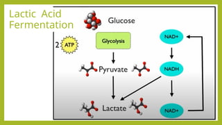 Lactic Acid Function Types of Cellular Respiration, Biochemistry | PPTX